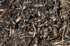 Attēlu rezultāti vaicājumam “Pristiphora maesta larva”