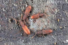 Attēlu rezultāti vaicājumam “Silvanidae”