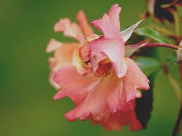 Attēlu rezultāti vaicājumam “Rosa glauca”
