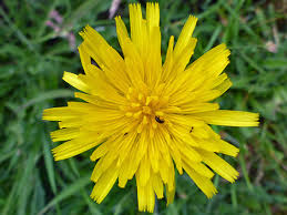 Attēlu rezultāti vaicājumam “Leontodon hispidus flower”