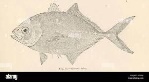 Image result for Caranx latus