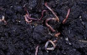 Attēlu rezultāti vaicājumam “Lumbricus terrestris”