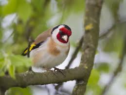 Attēlu rezultāti vaicājumam “Carduelis carduelis adult”