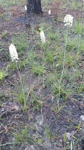 Attēlu rezultāti vaicājumam “Didymium proximum stalked”