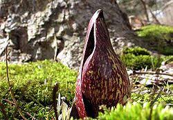 Attēlu rezultāti vaicājumam “Symphytocarpus flaccidus stalked”