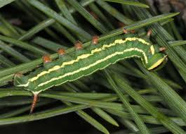 Attēlu rezultāti vaicājumam “Sphinx pinastri”