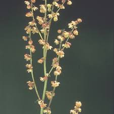 Attēlu rezultāti vaicājumam “Rumex acetosa flower”