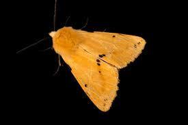 Attēlu rezultāti vaicājumam “Spilosoma lutea”