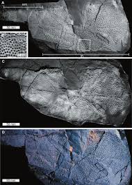 Attēlu rezultāti vaicājumam “Placodermi”