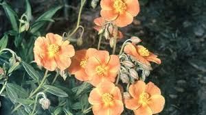 Attēlu rezultāti vaicājumam “Helianthemum nummularium fruit”