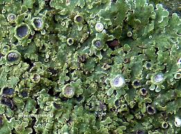 Attēlu rezultāti vaicājumam “Physconia distorta”