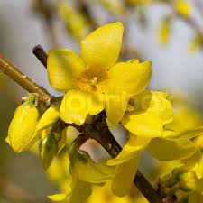 Attēlu rezultāti vaicājumam “Forsythia intermedia”