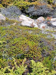 Attēlu rezultāti vaicājumam “Empetrum nigrum”