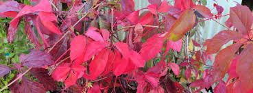 Attēlu rezultāti vaicājumam “Parthenocissus quinquefolia”