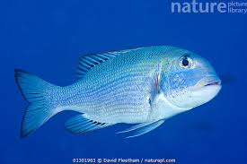 Image result for Monotaxis grandoculis