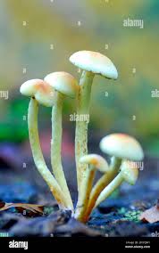 Attēlu rezultāti vaicājumam “Psilocybe sp.”