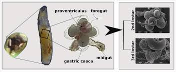 Attēlu rezultāti vaicājumam “Enteridium olivaceum macro”