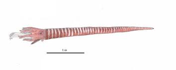 Attēlu rezultāti vaicājumam “Endoceras”