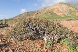 Attēlu rezultāti vaicājumam “Lycogala persicum sessile”