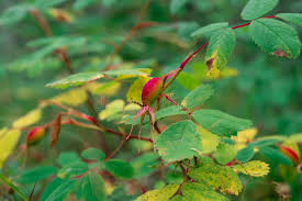 Attēlu rezultāti vaicājumam “Rosa majalis fruit”