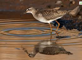 Attēlu rezultāti vaicājumam “Tringa glareola adult”