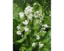 Attēlu rezultāti vaicājumam “Armoracia rusticana flower”