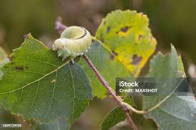 Attēlu rezultāti vaicājumam “Cimbex femoratus larva”