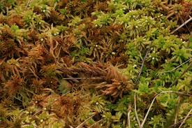 Attēlu rezultāti vaicājumam “Sphagnum fallax sporophyte”