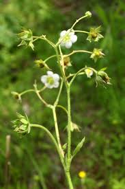 Attēlu rezultāti vaicājumam “Fragaria moschata flower”
