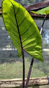 Attēlu rezultāti vaicājumam “Cephaloziella elachista macro”