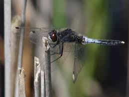 Attēlu rezultāti vaicājumam “Leucorrhinia caudalis male”