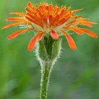 Image result for Agoseris major