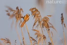 Attēlu rezultāti vaicājumam “Panurus biarmicus male”