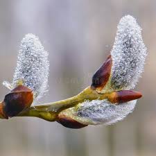 Attēlu rezultāti vaicājumam “Salix caprea bud”