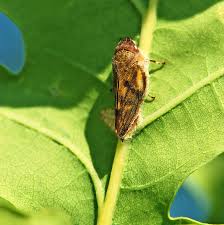 Attēlu rezultāti vaicājumam “Thecabius affinis imago”