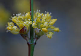 Attēlu rezultāti vaicājumam “Cornus mas flower”