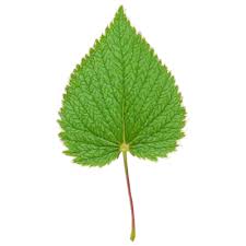 Attēlu rezultāti vaicājumam “Fragaria vesca leaf”