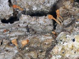 Attēlu rezultāti vaicājumam “Sclerophora coniophaea”