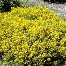 Image result for Genista tinctoria