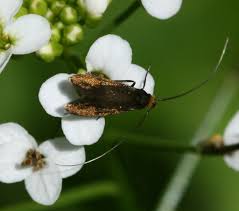 Attēlu rezultāti vaicājumam “Cauchas rufimitrella”