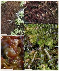 Attēlu rezultāti vaicājumam “Mylia anomala”
