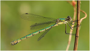 Attēlu rezultāti vaicājumam “Lestes dryas”