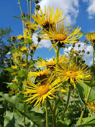 Attēlu rezultāti vaicājumam “Inula helenium flower”
