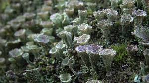 Attēlu rezultāti vaicājumam “Hypocrea gelatinosa”