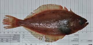 Image result for Hippoglossoides platessoides