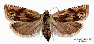 Attēlu rezultāti vaicājumam “Eucosma aspidiscana”