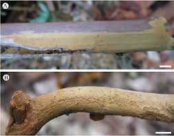 Attēlu rezultāti vaicājumam “Hymenochaete tabacina”