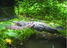 Image result for Crocodylus acutus