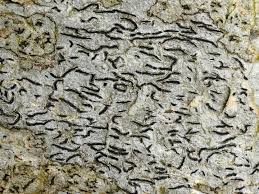 Attēlu rezultāti vaicājumam “Graphis scripta”