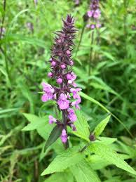 Attēlu rezultāti vaicājumam “Stachys palustris bud”